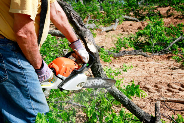 Best Tree Trimming and Pruning  in Camden, AR